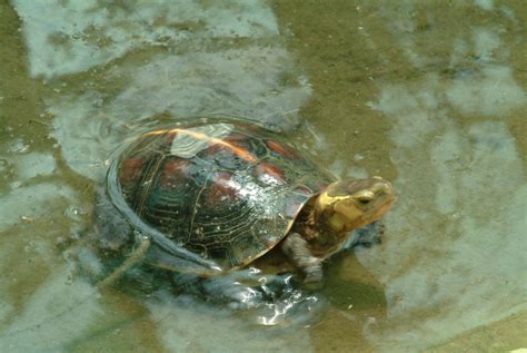 蛇龜|Cuora flavomarginata (Gray, 1863) 